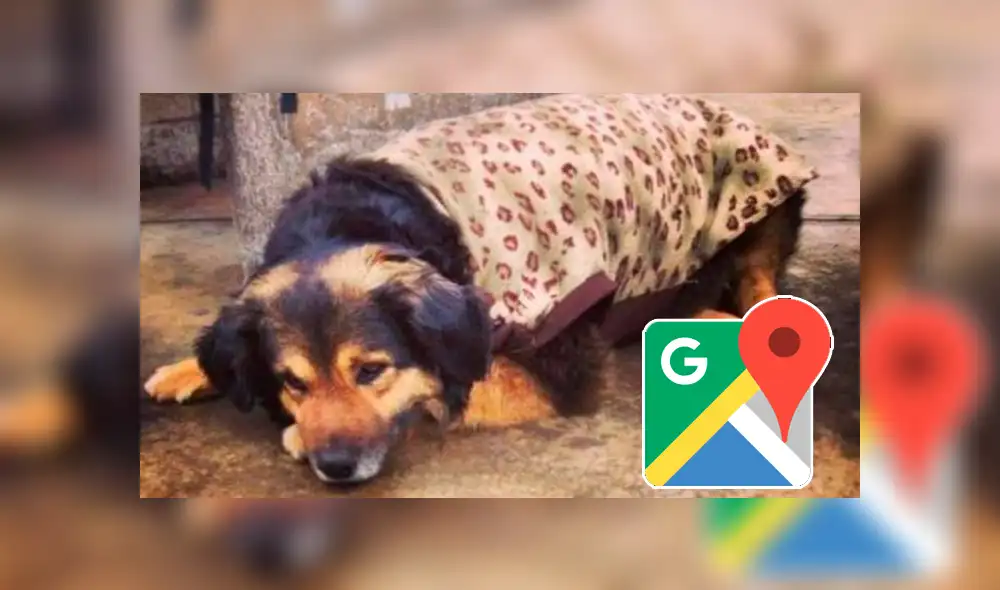 Google Maps: captan a la querida mascota 'Perrovaca' en su lugar favorito de la UNMSM [FOTOS]