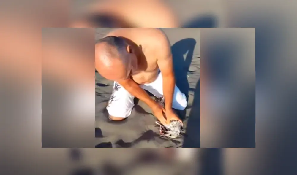 Un video viral muestra cómo un grupo de bañistas hicieron hasta lo imposible para salvar la vida de un ave.