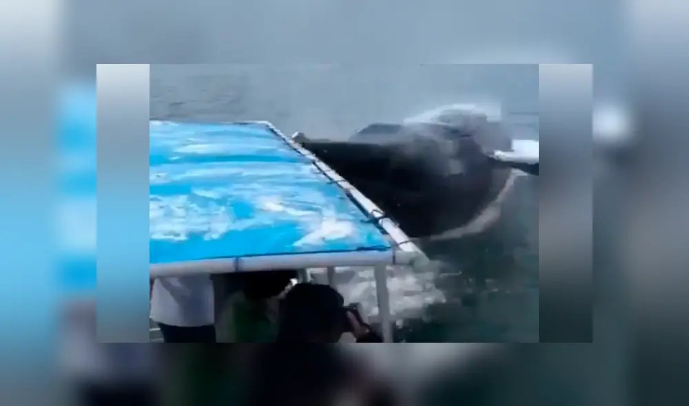 El video viral de Facebook registró el momento en que una ballena emergió del mar para realizar increíble pirueta.