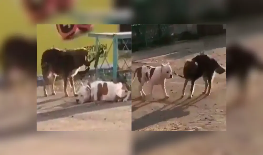 Una conmovedora escenas que tiene como protagonistas a dos perros ha enternecido a miles en las redes. Una conmovedora escenas que tiene como protagonistas a dos perros ha enternecido a miles en las redes.