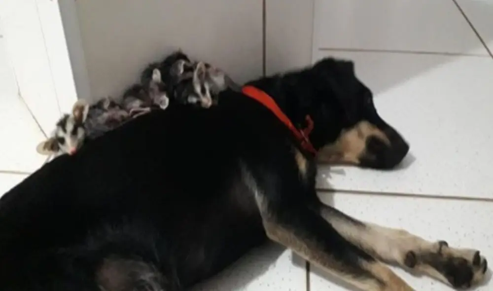 El can se encariño con las zarigüeyas bebés y ahora los lleva a 'pasear' en su espalda. Desliza para ver más imágenes. Foto: captura de YouTube El can se encariño con las zarigüeyas bebés y ahora los lleva a 'pasear' en su espalda. Desliza para ver más imágenes. Foto: captura de YouTube
