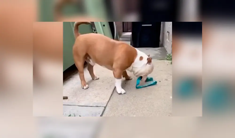 Desliza las imágenes hacia la izquierda para conocer la emotiva petición de un perro que quería salir a la calle.