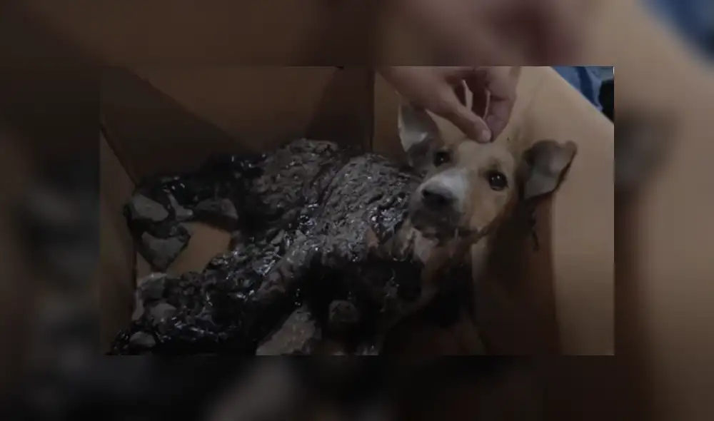 Desliza hacia la izquierda para ver las imágenes del viral de YouTube.