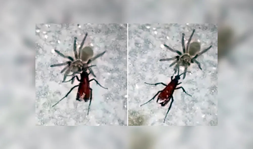 Video es viral en YouTube. Pese a ser más pequeña que la tarántula, la avispa araña pudo matarla y arrastrarla hacia su nido donde la devoraría. Foto: Captura. Video es viral en YouTube. Pese a ser más pequeña que la tarántula, la avispa araña pudo matarla y arrastrarla hacia su nido donde la devoraría. Foto: Captura.