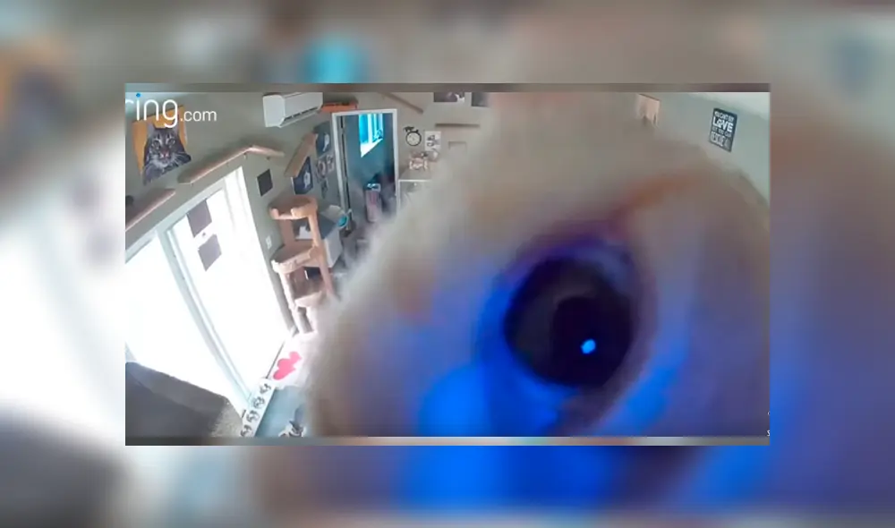 Uno de los felinos descubrió la cámara instalada en una de las locaciones y protagonizó un divertido episodio que se ha hecho viral en YouTube