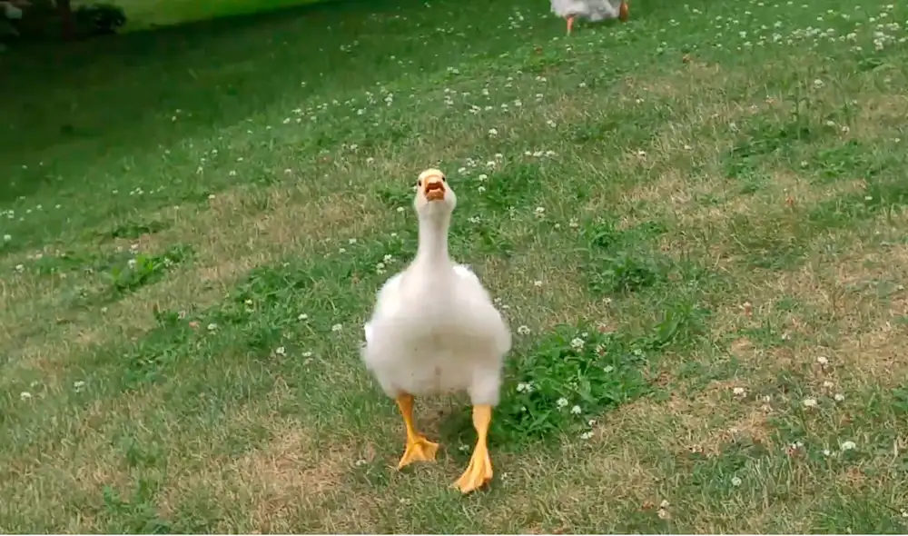 El hombre le ha puesto nombre a los 8 gansos que habitan el parque. Foto: The Dodo / YouTube