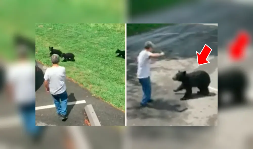 Hombre se acerca a osos bebés, llega su madre y lo pone en su sitio [VIDEO] 