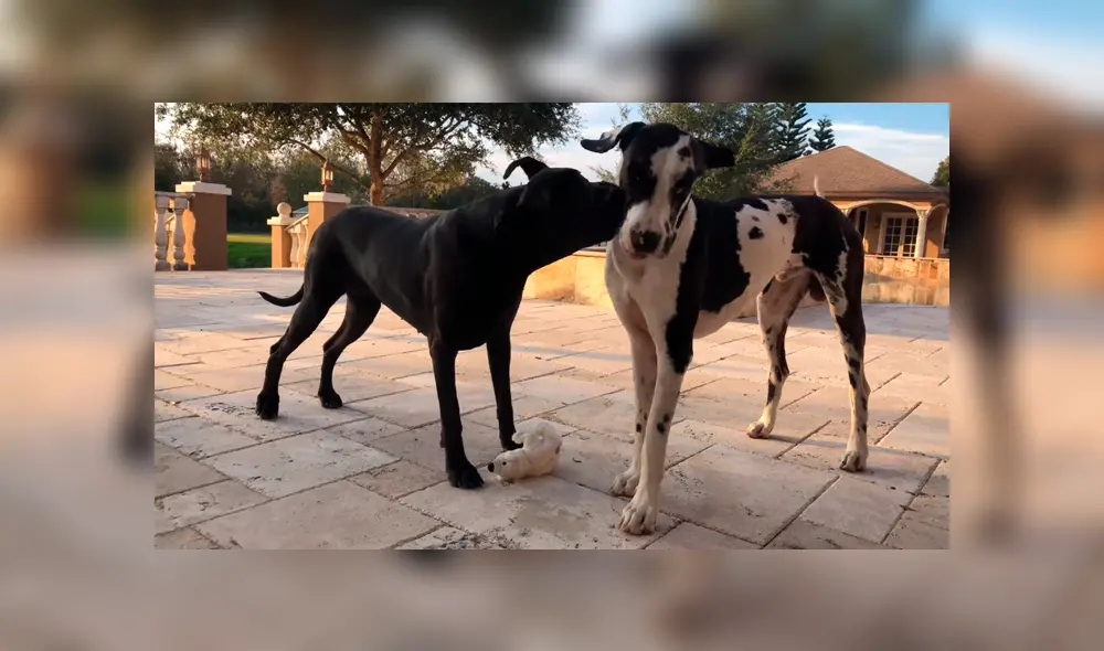 Desliza para ver las imágenes más curiosas del video que se hizo viral en YouTube. Desliza para ver las imágenes más curiosas del video que se hizo viral en YouTube.