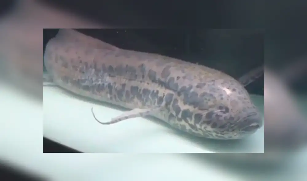 El aspecto del animal sorprendió a varios usuarios que no imaginaban que existía una criatura como esta. Foto: captura El aspecto del animal sorprendió a varios usuarios que no imaginaban que existía una criatura como esta. Foto: captura