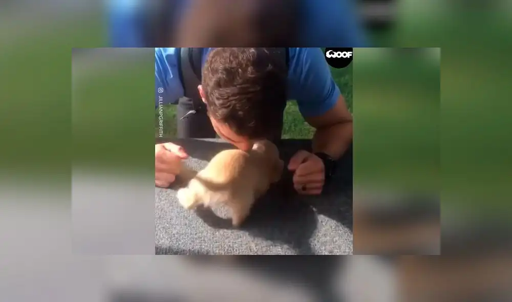 Desliza las imágenes para ver la emotiva escena que protagonizó un cachorro al reencontrarse con su dueño tras la cuarentena. Foto: Woof Woof Desliza las imágenes para ver la emotiva escena que protagonizó un cachorro al reencontrarse con su dueño tras la cuarentena. Foto: Woof Woof