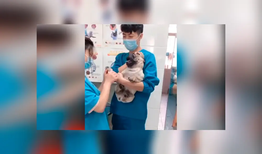 En Facebook, miles se han carcajeado al escuchar los escandalosos gritos de un perro pug cuando le cortaban las uñas. En Facebook, miles se han carcajeado al escuchar los escandalosos gritos de un perro pug cuando le cortaban las uñas.