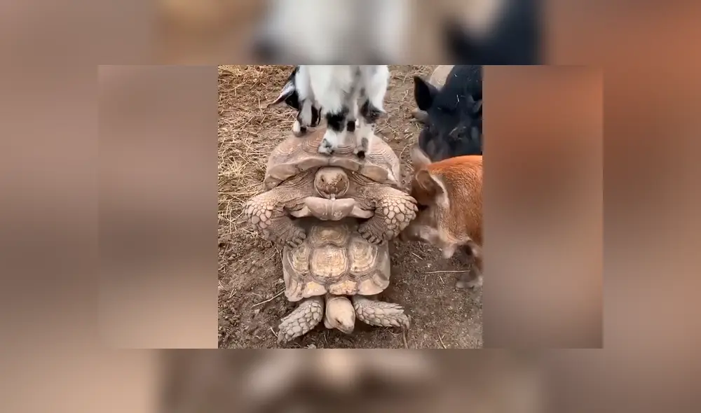 Con amigos así no hacen faltan enemigos. Una cabra y dos cerditos querían jugar con las tortugas que se encontraban ocupadas en un íntimo momento. Foto: captura.