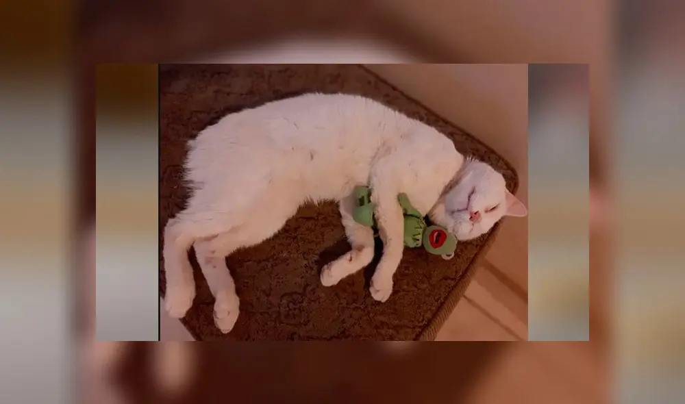 Desliza las imágenes para conoce un poco de más de 'Conejo', el pequeño gato que se robó el corazón de miles. Foto: Tania Sants/Facebook Desliza las imágenes para conoce un poco de más de 'Conejo', el pequeño gato que se robó el corazón de miles. Foto: Tania Sants/Facebook