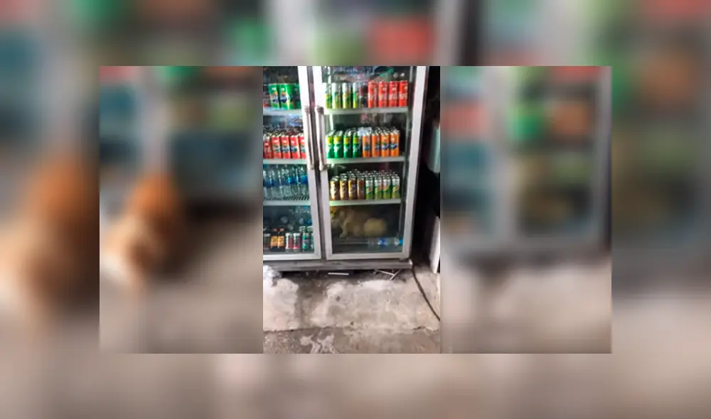 Video es viral en YouTube. El perro llamó la atención del dueño de la tienda, quien lo siguió y notó que solo quería refrescarse. Foto: Captura. Video es viral en YouTube. El perro llamó la atención del dueño de la tienda, quien lo siguió y notó que solo quería refrescarse. Foto: Captura.