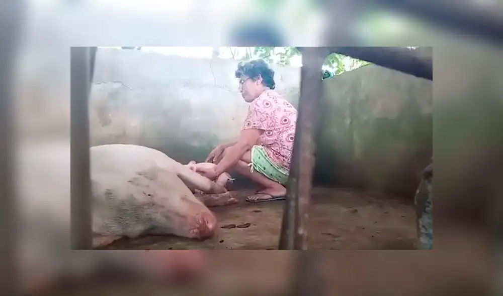YouTube viral: cerdo nació con dos cabezas y su actual estado de salud asombra al mundo [VIDEO]