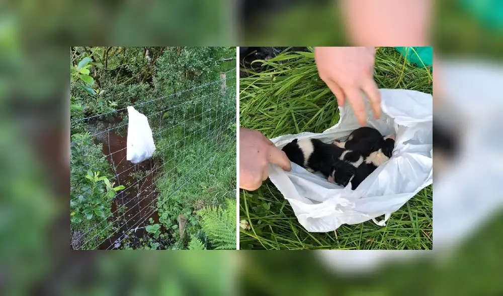 Desliza para ver más imágenes sobre este conmovedor rescate de tres perros bebés. (Foto: Facebook/ISPCA)