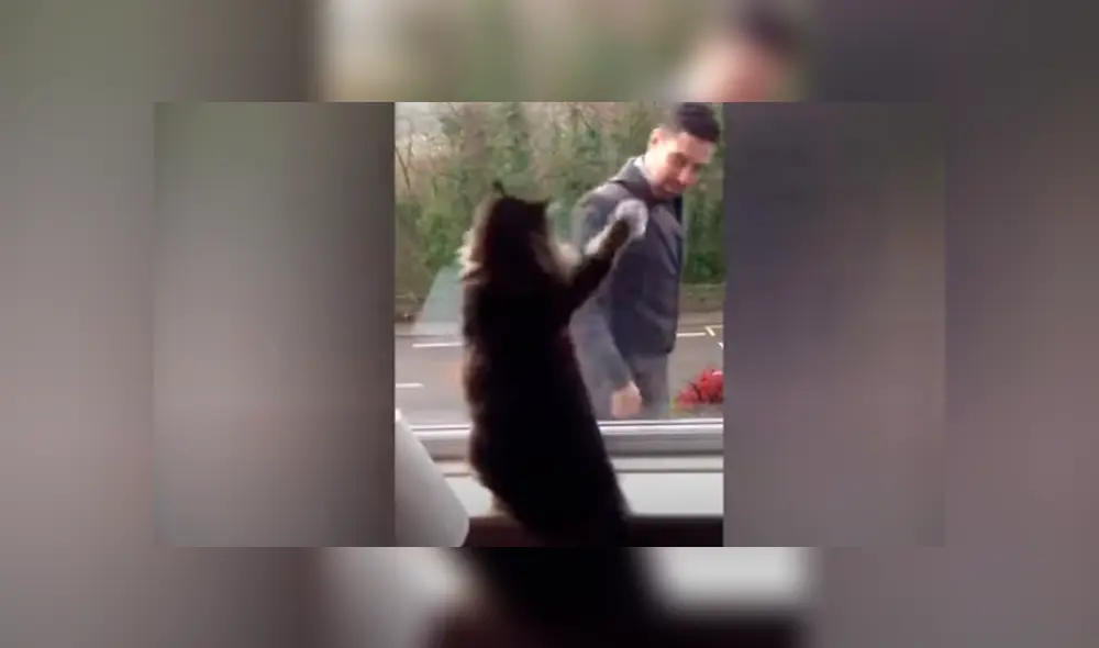 Desliza las imágenes para apreciar el amoroso comportamiento de un gato al notar la presencia de las personas. Foto: Caters Clips. Desliza las imágenes para apreciar el amoroso comportamiento de un gato al notar la presencia de las personas. Foto: Caters Clips.