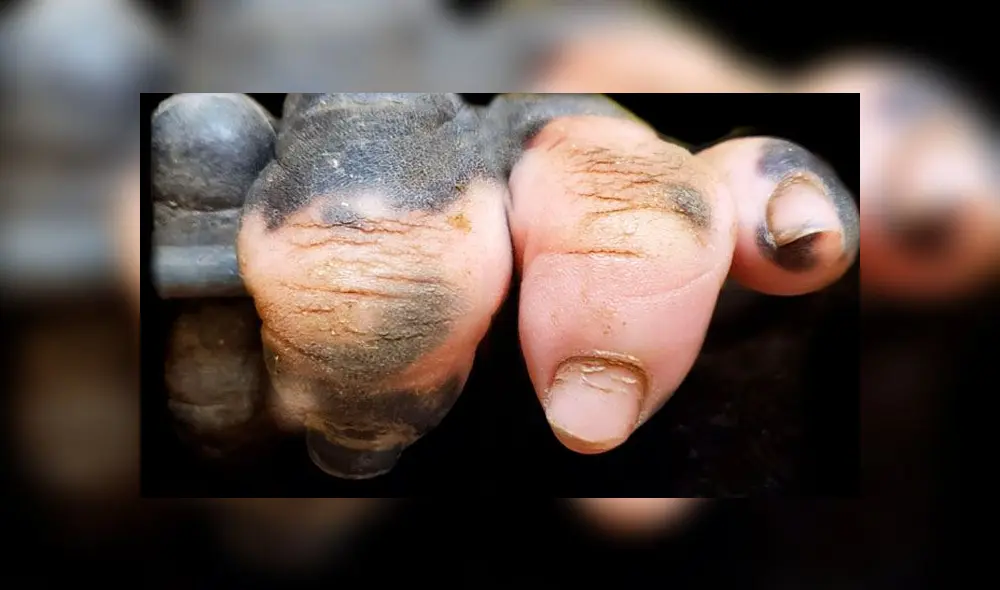 Primer plano de la mano de la gorila Anaka. Foto: Primer plano de la mano de la gorila Anaka. Foto: