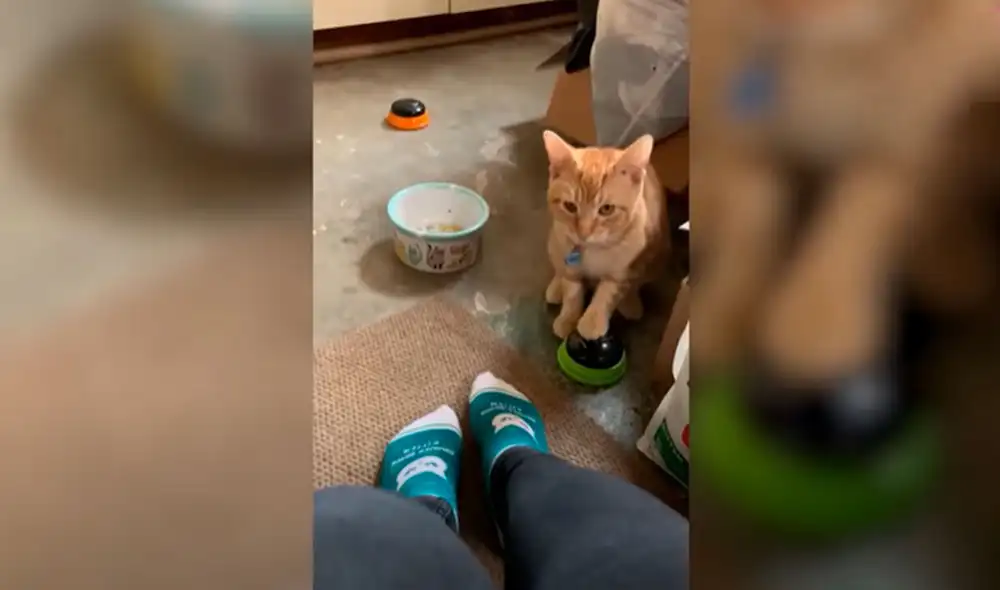 Desliza las imágenes para apreciar las habilidades de un gato al ‘hablar’ con sus dueños con ayuda de un aparato. Fotos: captura de YouTube