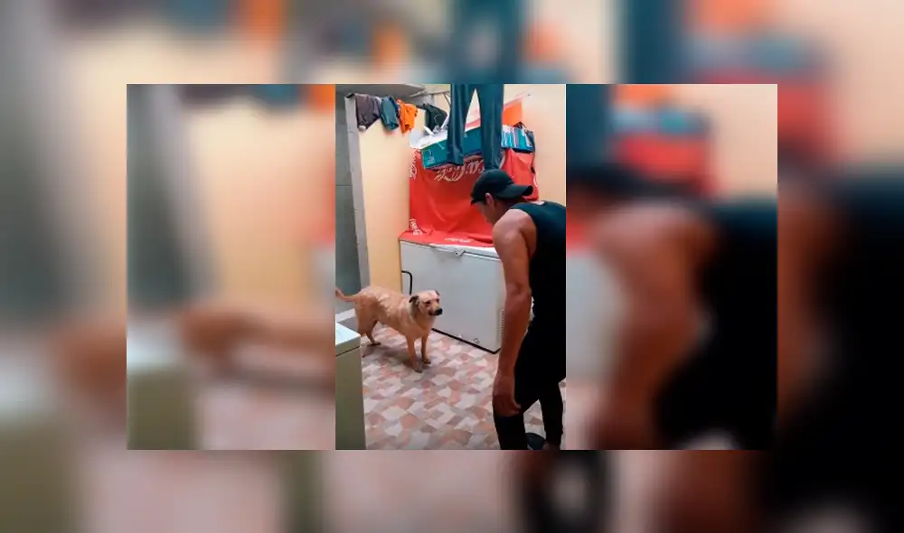 Desliza las imágenes para observar los movimientos que realizó un joven junto a su perro para pasar un reto de baile.