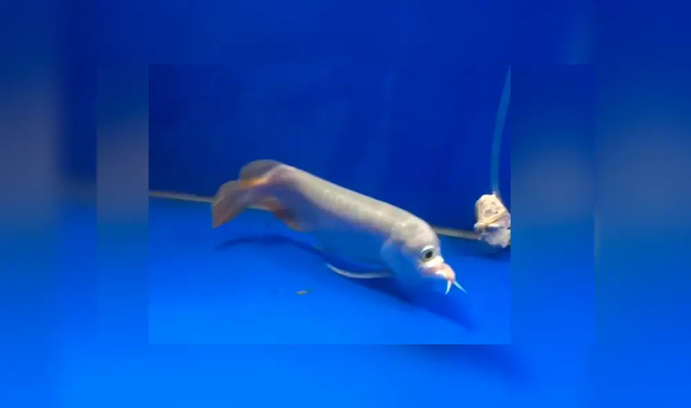 YouTube viral: atrapa extraño pez ‘cíclope’ y su aspecto deja aterrados a miles