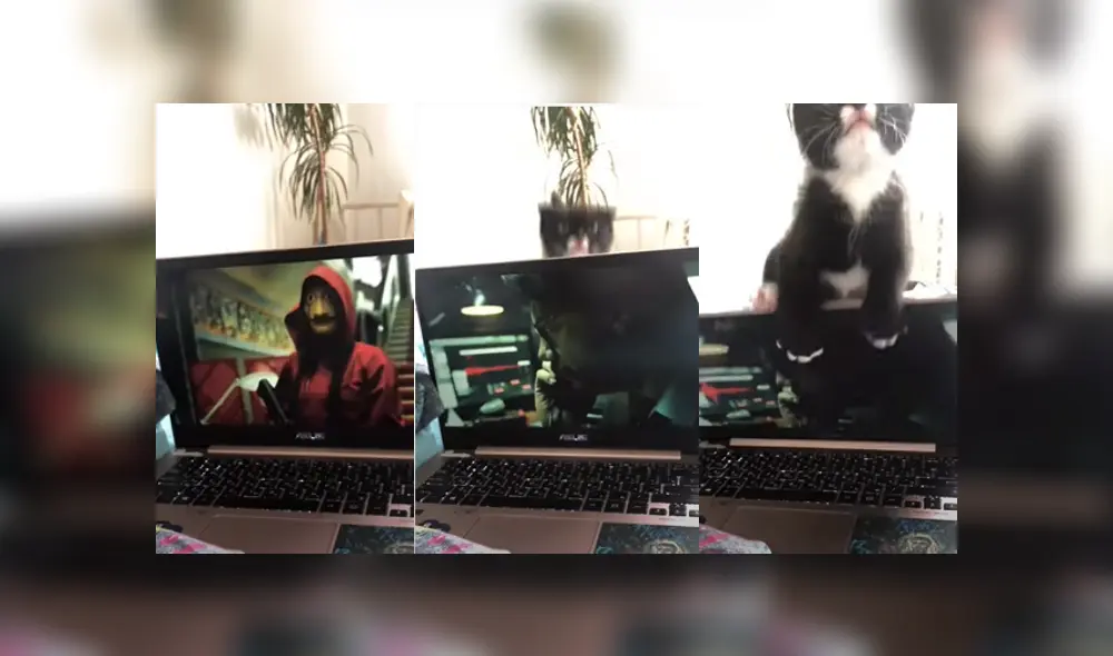 Desliza las imágenes para ver la más inesperada travesura de este gatito que se sintió 'ignorado' por su dueña.