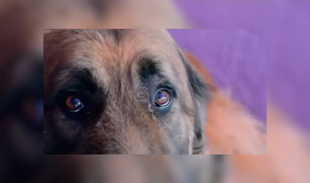 Desliza las imágenes para ver la emotiva reacción que tuvo este perro callejero al recibir caricias de su nuevo dueño. Fotocapturas: Susana Espinoza Jaim/TikTok Desliza las imágenes para ver la emotiva reacción que tuvo este perro callejero al recibir caricias de su nuevo dueño. Fotocapturas: Susana Espinoza Jaim/TikTok
