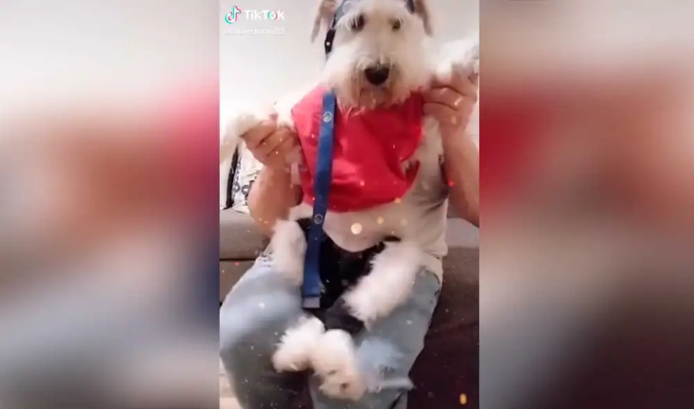 Desliza las imágenes para ver algunas escenas de la curiosa ‘coreografía’ que hizo este can al ritmo del famoso tema de Shakira. Foto: captura de TikTok/@monstervv82