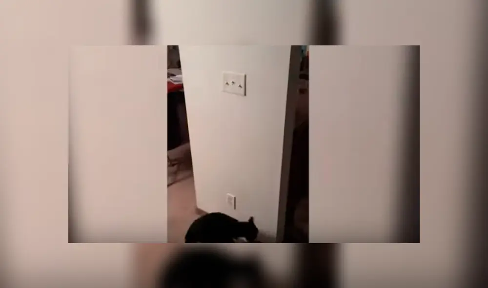 Desliza las imágenes hacia la izquierda para observar la habilidad de un gato para apagar las luces en su casa. Desliza las imágenes hacia la izquierda para observar la habilidad de un gato para apagar las luces en su casa.