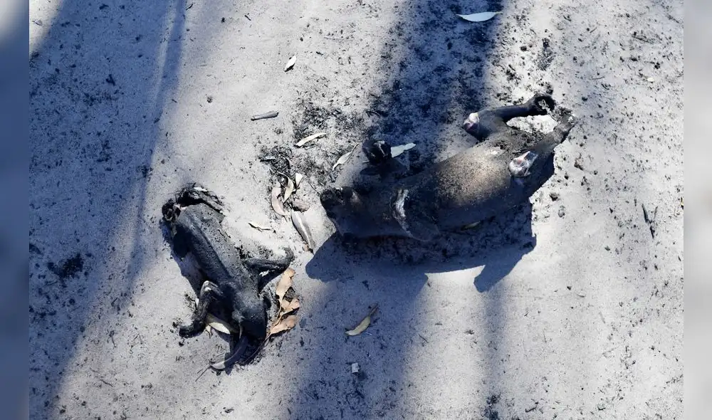 Los humos emitidos se detectaron hasta Argentina y Brasil, a más de 12.000 km del otro lado del Pacífico, según las agencias meteorológicas de estos países. Foto: AFP. Los humos emitidos se detectaron hasta Argentina y Brasil, a más de 12.000 km del otro lado del Pacífico, según las agencias meteorológicas de estos países. Foto: AFP.