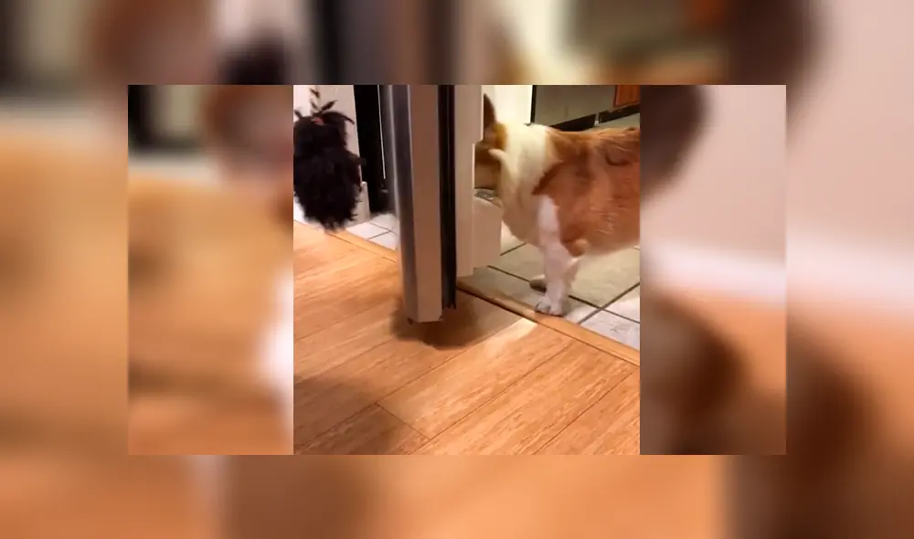 En Facebook, un perro asombró con su destreza al obedecer las indicaciones de su dueña para entregar una lata de agua. En Facebook, un perro asombró con su destreza al obedecer las indicaciones de su dueña para entregar una lata de agua.