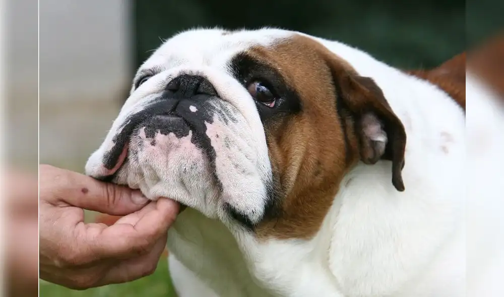 Una reforma legislativa en 2019 buscó aumentar a cinco años de cárcel las penas por maltrato animal. Foto: Difusión. Una reforma legislativa en 2019 buscó aumentar a cinco años de cárcel las penas por maltrato animal. Foto: Difusión.