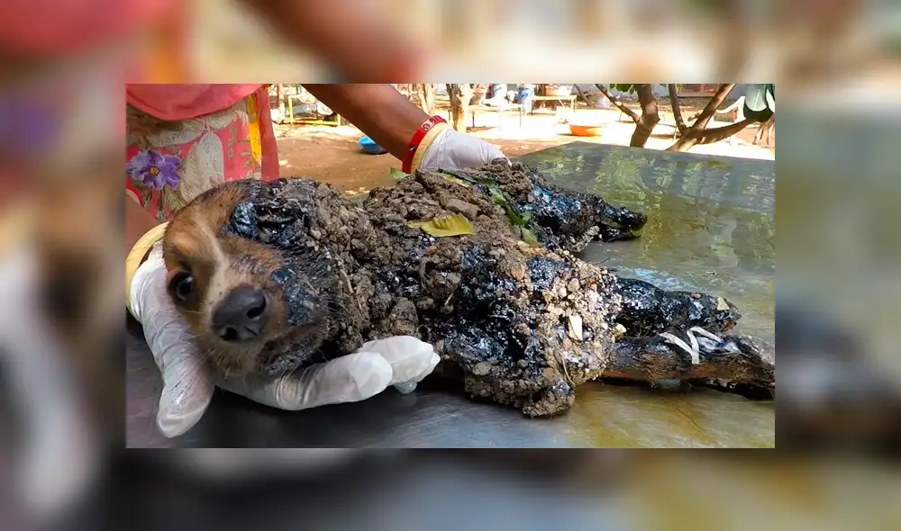 Desliza hacia la izquierda para ver el radical cambio de aspecto de un perro callejero que se volvió viral en Facebook.