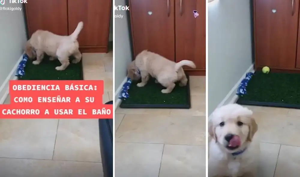 Con apenas cuatro pasos, el perro podrá aprender dónde orinar en tan sol una semana. Foto: Captura/TikTok/@flokigoldy
