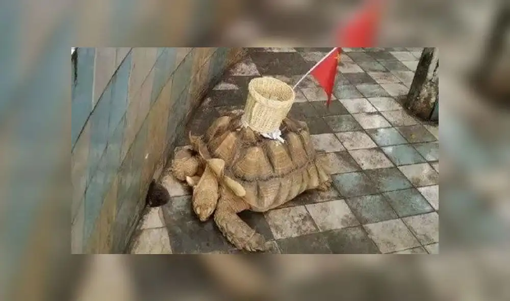 Un zoológico de China utilizaba una tortuga para almacenar las monedas de sus visitantes. Foto: Difusión Un zoológico de China utilizaba una tortuga para almacenar las monedas de sus visitantes. Foto: Difusión