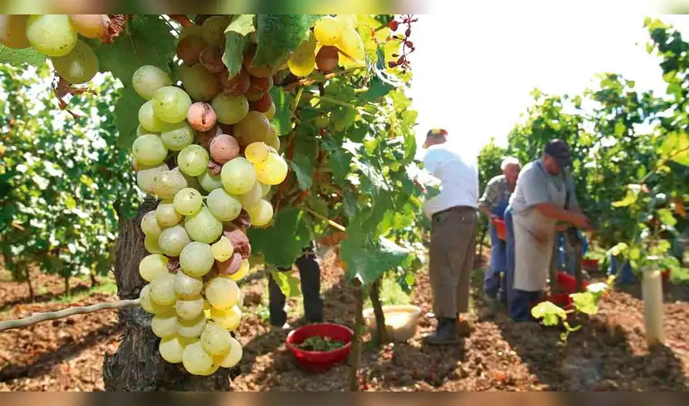 producción de uvas. Lo producido por los viñedos sembrados en Majes y acopios provenientes de Moquegua se exportan por el puerto de Matarani.