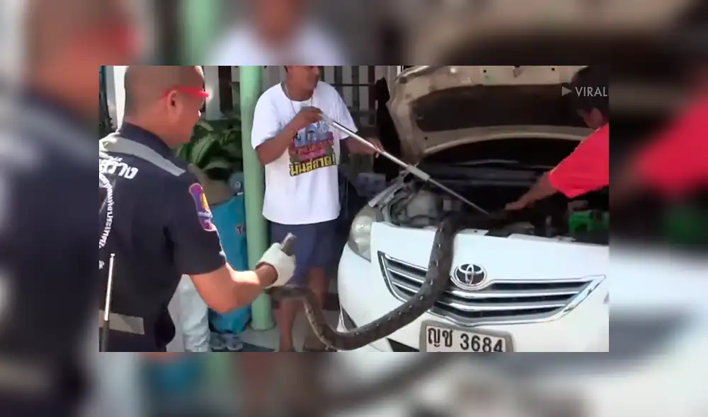 Desliza para ver a la criatura que encontró un mecánico en el interior de un carro. Desliza para ver a la criatura que encontró un mecánico en el interior de un carro.