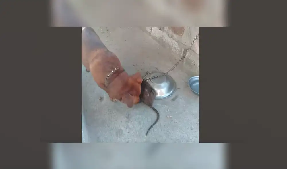 YouTube viral: Rata salvaje quiere comer comida de perro y can reacciona así al verla [VIDEO]