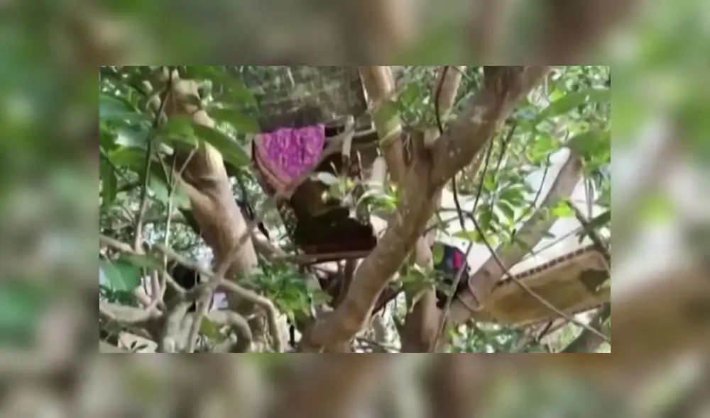 India: hombres hacen cuarentena en los árboles por falta de espacio en sus casas [VIDEO]