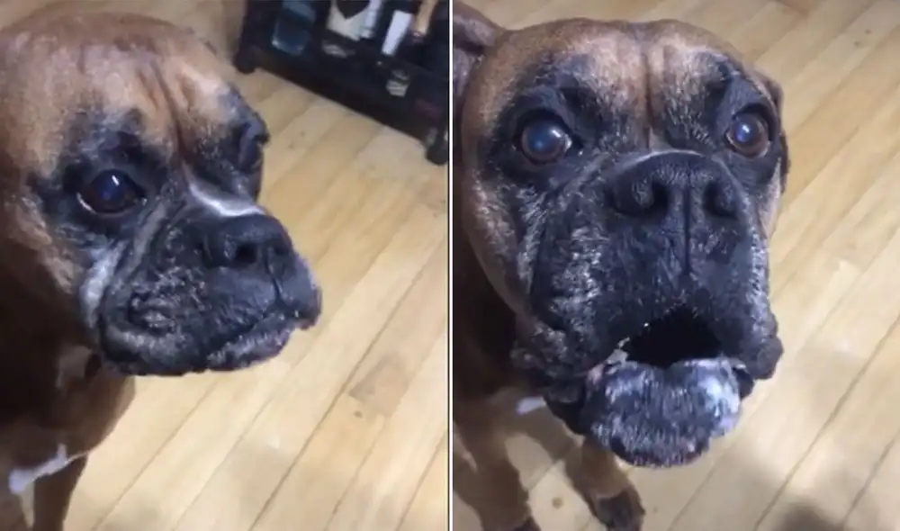 Desliza hacia la izquierda para ver más imágenes de esta conmovedora escena. Foto: captura de TikTok