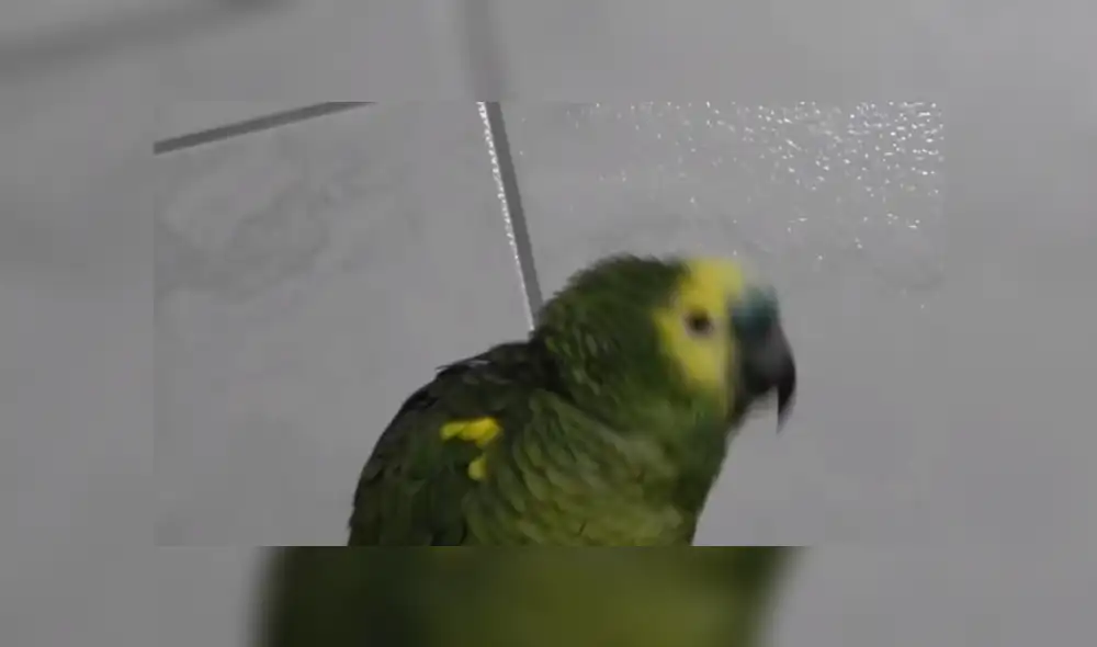 Desliza para tener detalles de este tierno video que se volvió viral en YouTube. Foto: Captura.