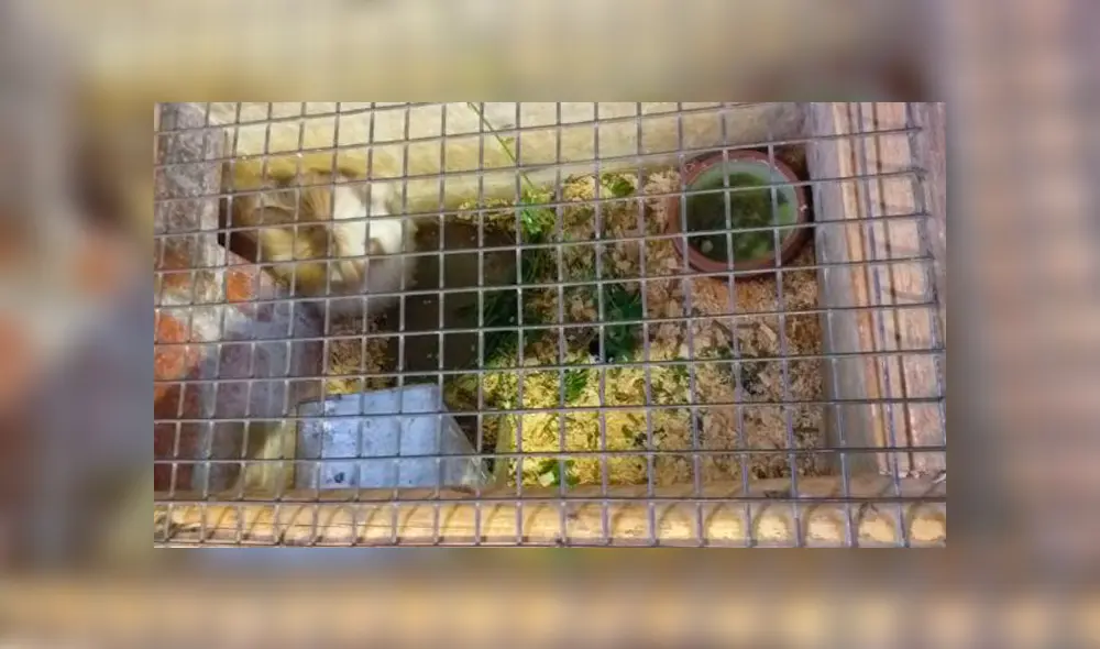 Denuncian que animales viven en malas condiciones en la granja de Plaza Norte [FOTOS y VIDEO]
