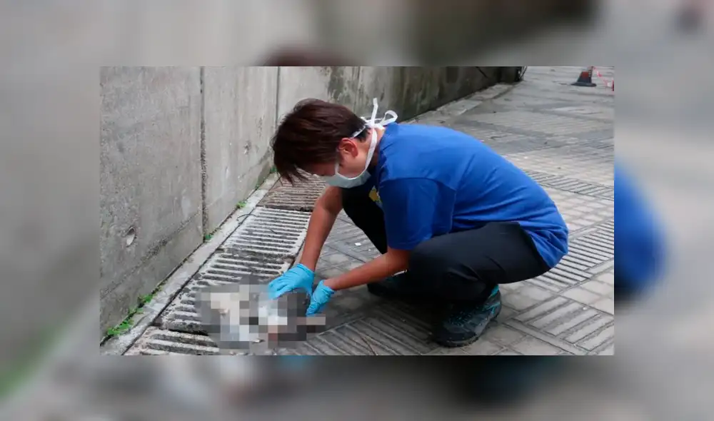 Los animales fueron hallados por el vigilante del rascacielos ubicado en Hong Kong, China. Varios fallecieron en la caída y otros resultaron gravemente heridos. Los animales fueron hallados por el vigilante del rascacielos ubicado en Hong Kong, China. Varios fallecieron en la caída y otros resultaron gravemente heridos.