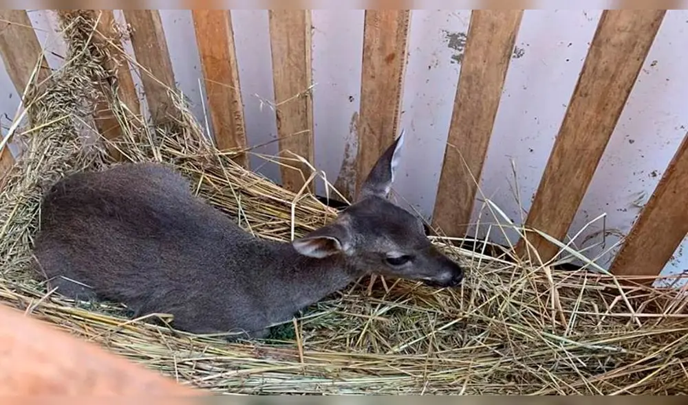 Rescatan venado cautivo en una cochera Rescatan venado cautivo en una cochera