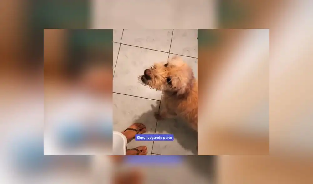 Desliza las imágenes para ver la radical transformación que experimentó este perrito que fue encontrado con serias quemaduras en su piel. Foto: Mishelle Aviles/ Tiktok