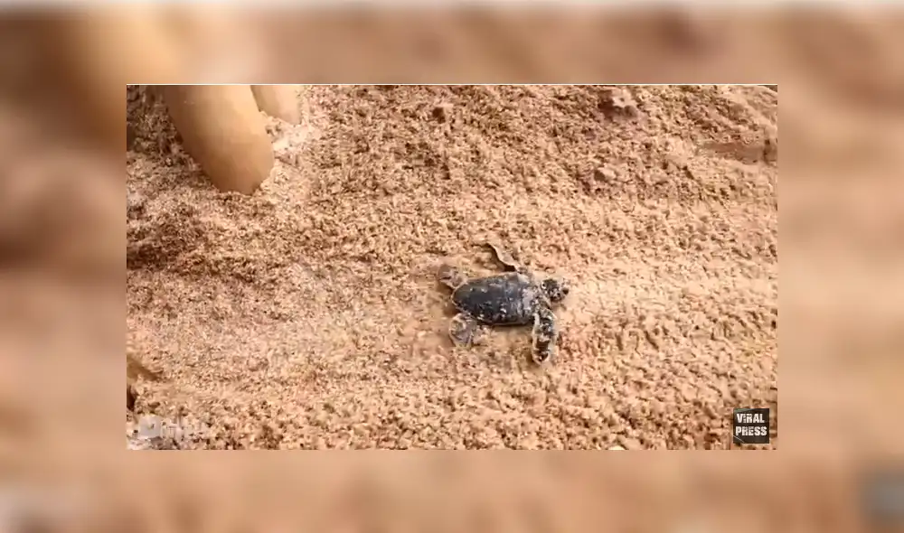 Desliza para ver los detalles del video viral publicado en YouTube. Foto: Captura.