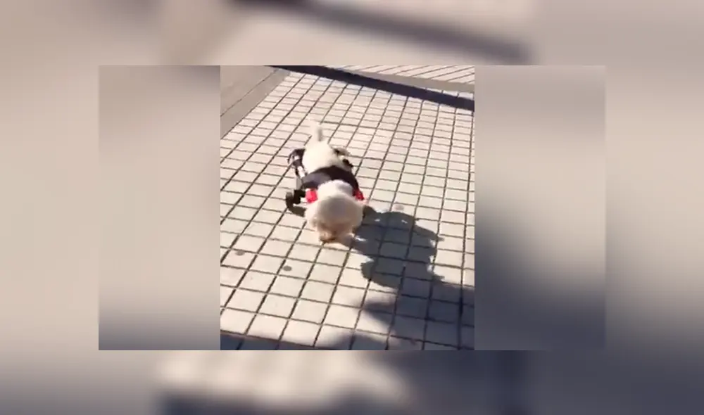 Un joven argentino de 19 años fabrica sillas de ruedas para perros y las obsequia a través de las redes sociales.