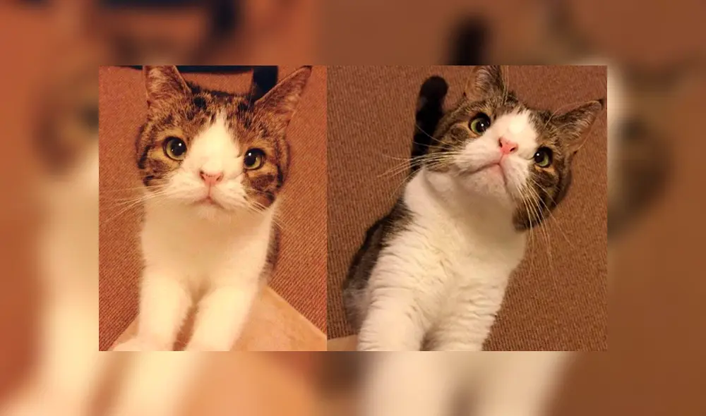 Instagram: miles de usuarios conmovidos con la historia de tierno gato con síndrome de Down [FOTOS] 