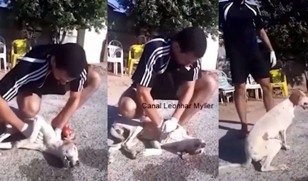 El joven estudiante de veterinaria pudo salvar a su primer animal. Foto: Todo Noticias El joven estudiante de veterinaria pudo salvar a su primer animal. Foto: Todo Noticias