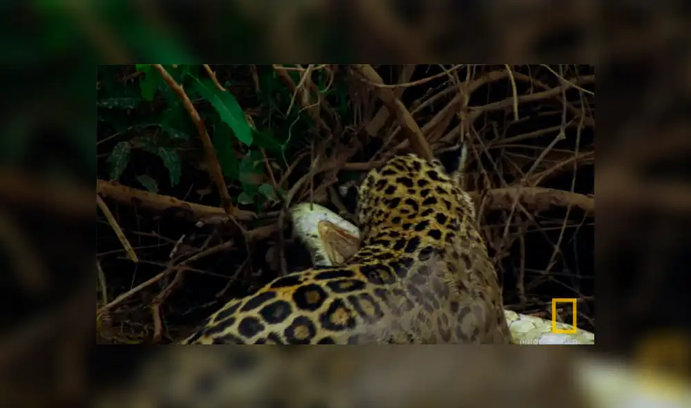 YouTube viral: Jaguar se pelea con gigantesco cocodrilo en lago y desenlace es trágico [VIDEO] 